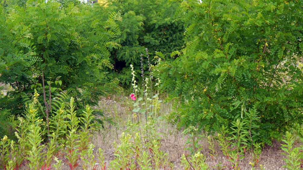 Robinia-pseudoacacia