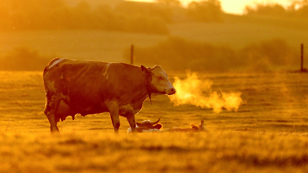 Eine Kuh steht in Morgensonne auf einer Weide.