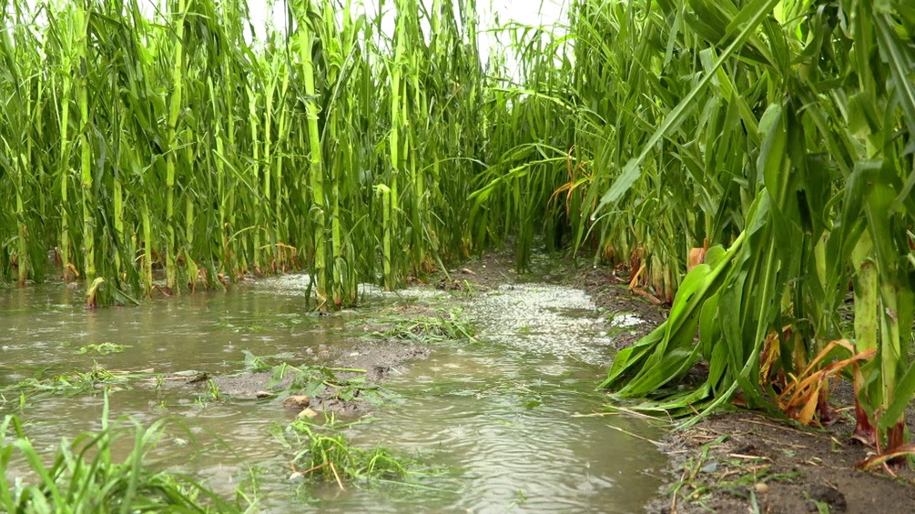 Durch Regen zerstörtes Maisfeld