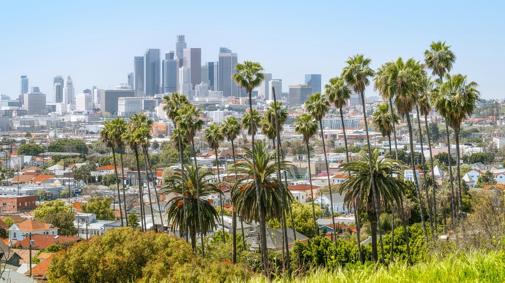 Palmen in Los Angeles