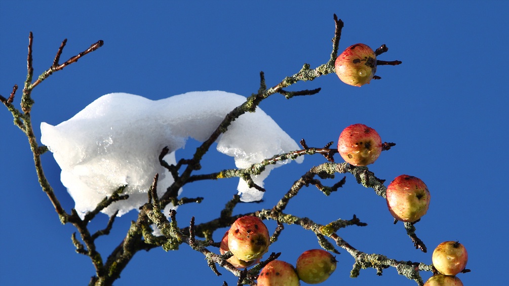 Schneebedeckter Ast eines Apfelbaums