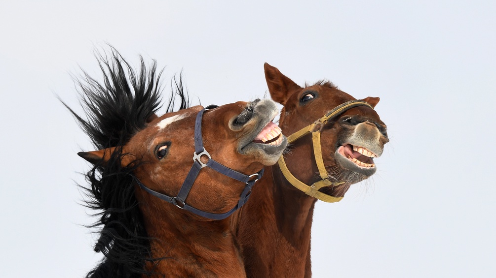 Zwei "Lachende" Pferde