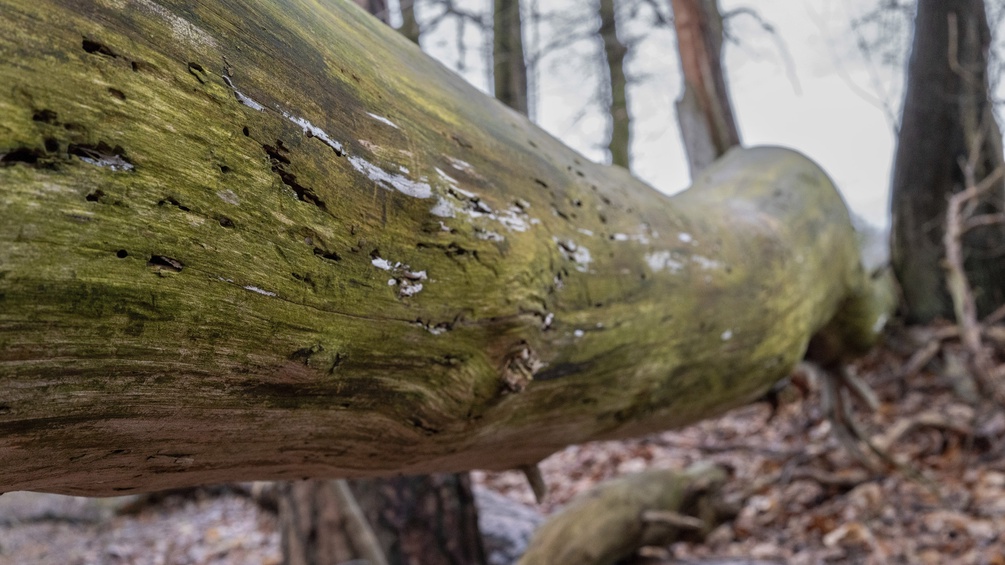 Umgefallener Baumstamm im Wald