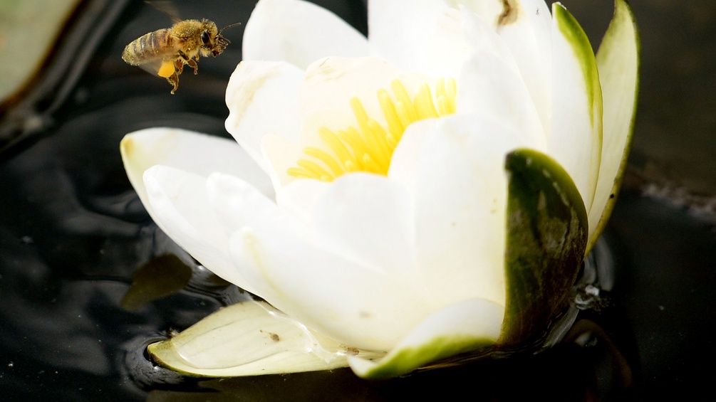 Eine Biene landet auf einer Seerose.