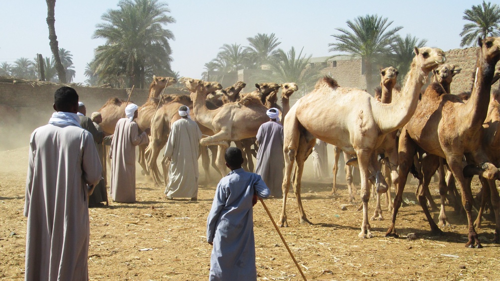 kamelmarkt in Darau