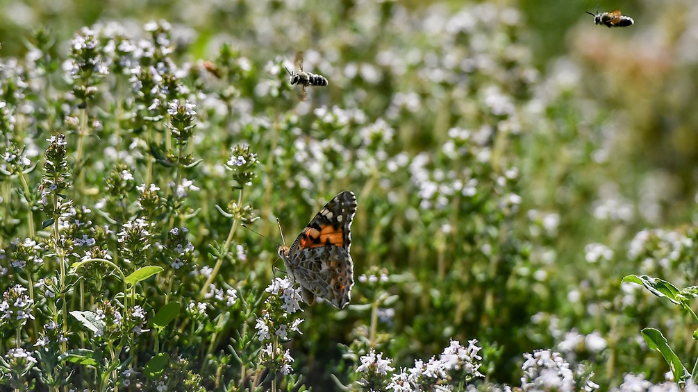 Blühender Thymian mit Bienen und einem Schmetterling