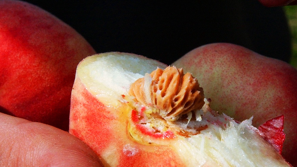 Ein halber Pfirsich mit Kern