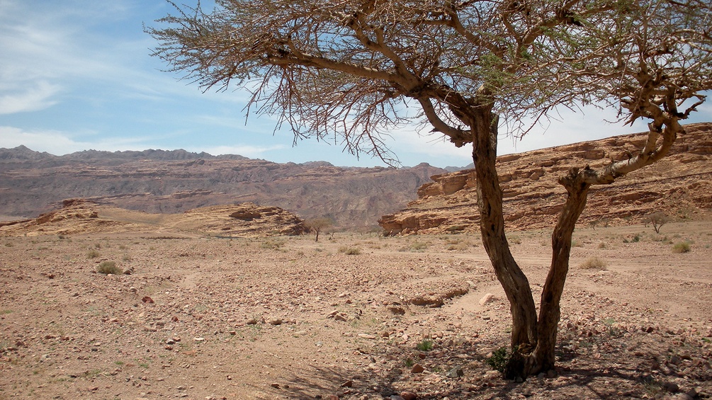 Steinwüste des Wadi Araba mit Akazie