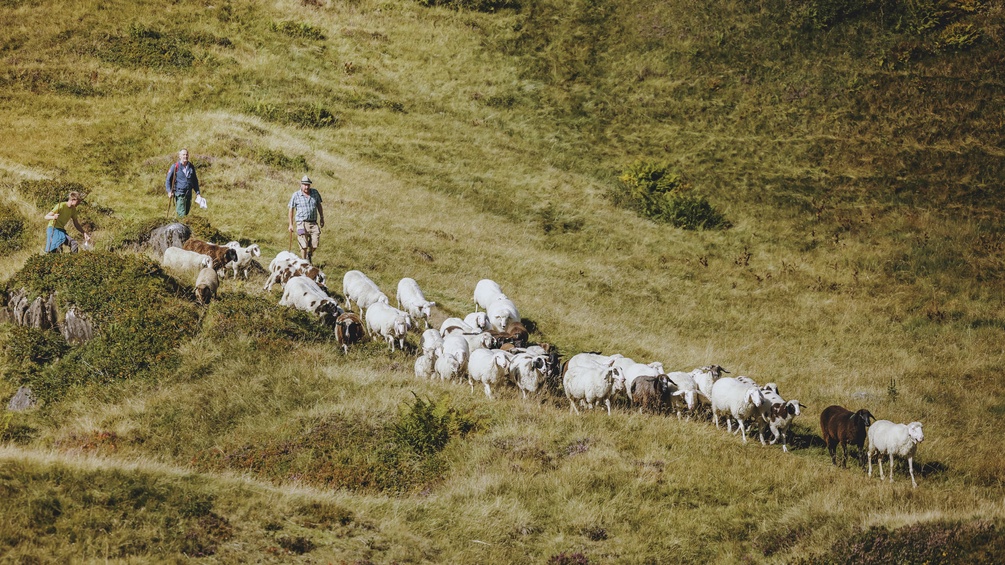 Hirte mit Herde
