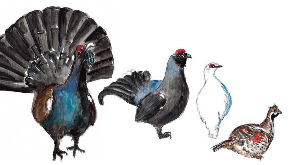 Zeichnung verschiedener Hühner