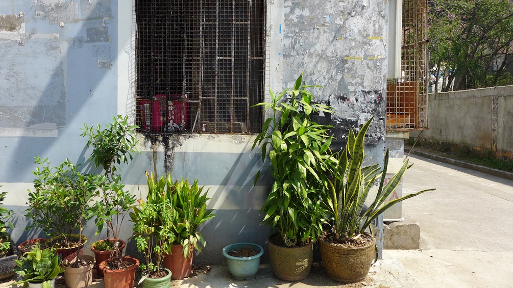 vergittertes Fenster mit Pflanzen davor