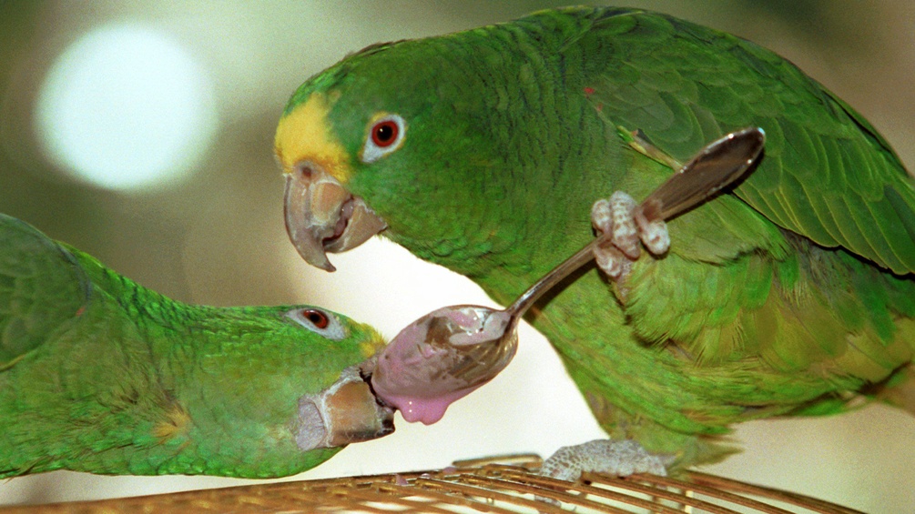 Zwei Papageien mit Silberlöffel.