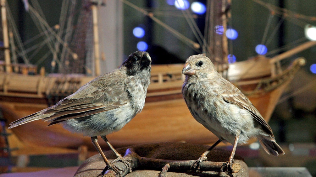 Zwei ausgestopfte Darwin Finken sitzen auf einem Ast