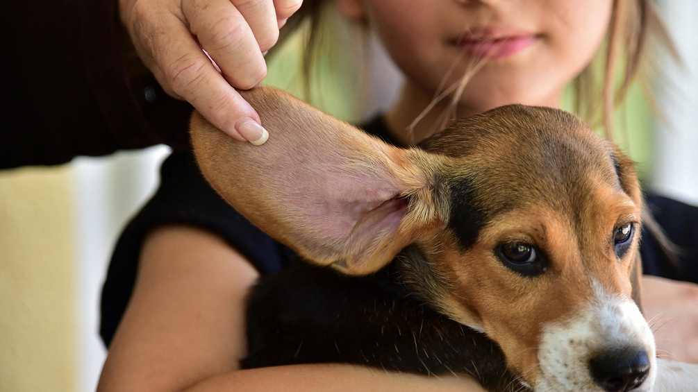 Ein Mädchen hält einen Hund mit langen Ohren.
