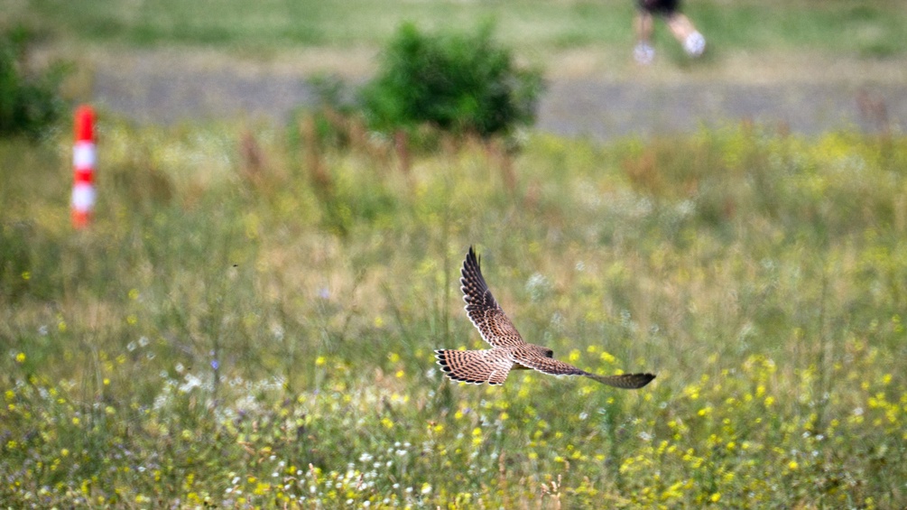 Tempelhofer Feld mit Greifvogel