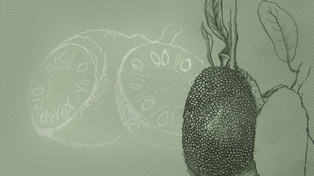 Eine Illustration der Jackfruit.