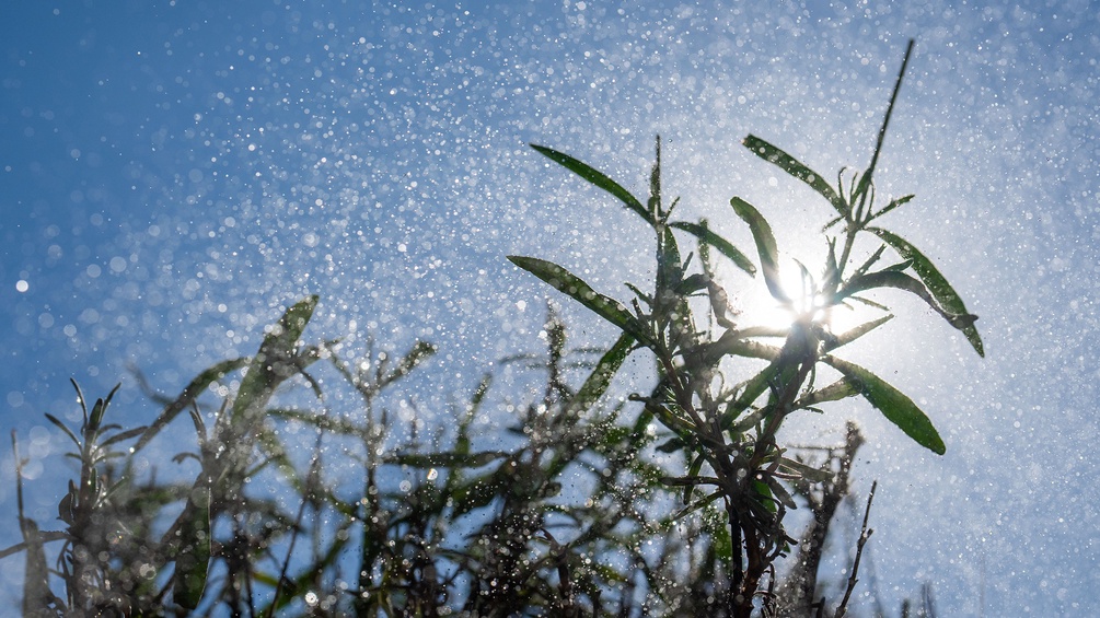 Wasserperlen über Lavendel