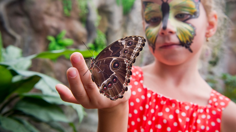 Ein Schmetterling sitzt auf einer Mädchenhand