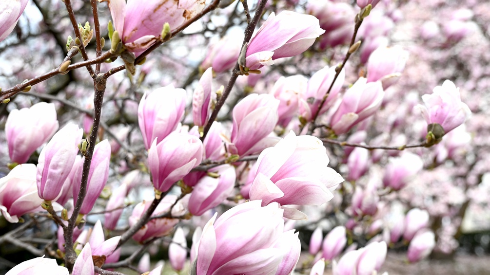 Blühender Magnolienbaum, Frühling