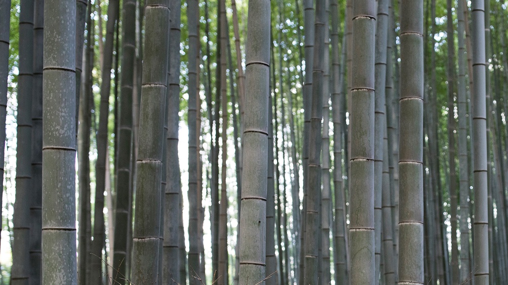 Ein Bambuswald
