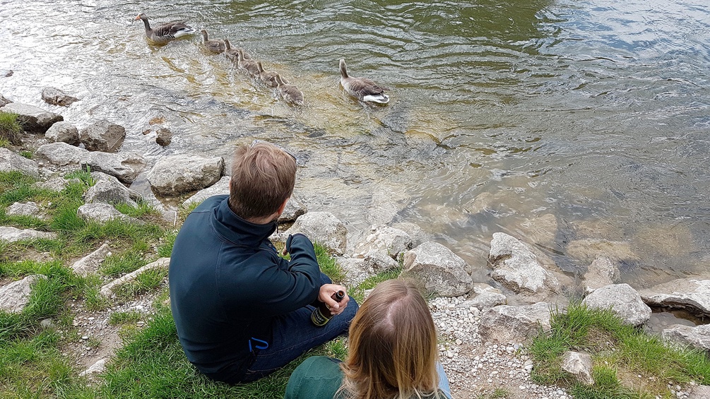 Ein Pärchen füttert eine Entenfamilie