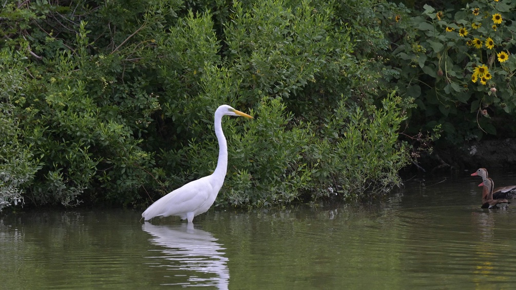 Reiher und Enten