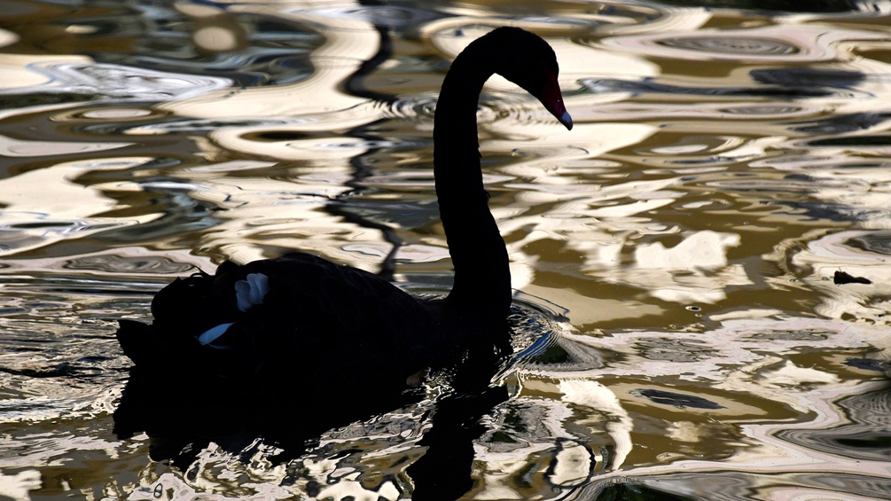Ein schwarzer Schwan im Wasser.