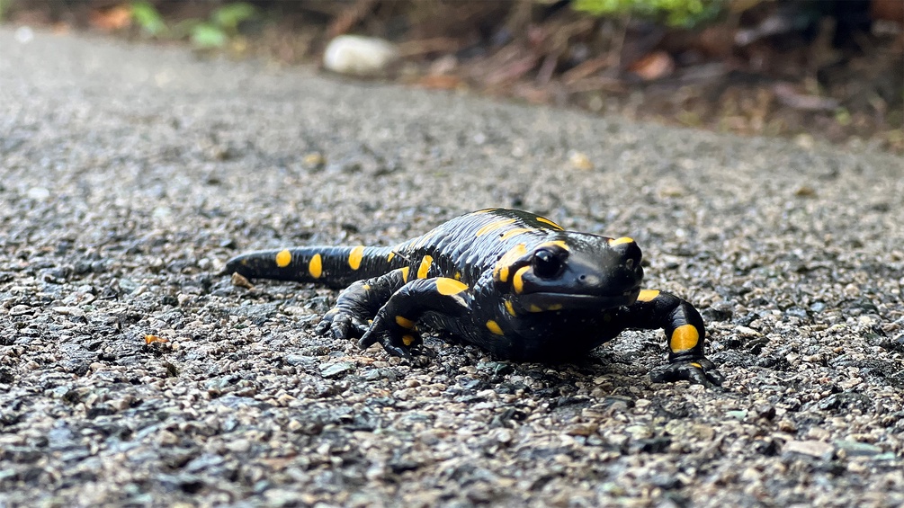 Feuersalamander