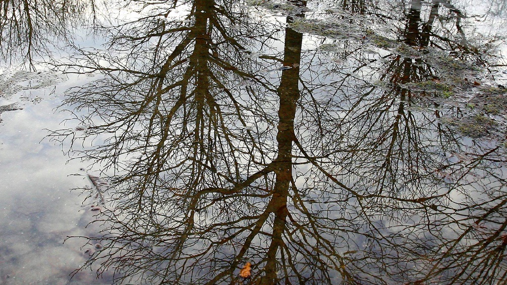 Bäume spiegeln sich im Wasser.