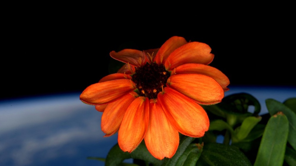 Orange Blume im Weltall