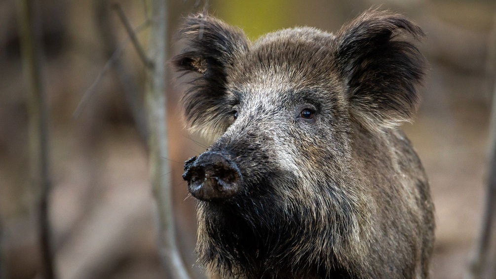 PICTUREDESK.COM/DPA/INGOLF KÖNIG-JABLONSKI Wildschwein