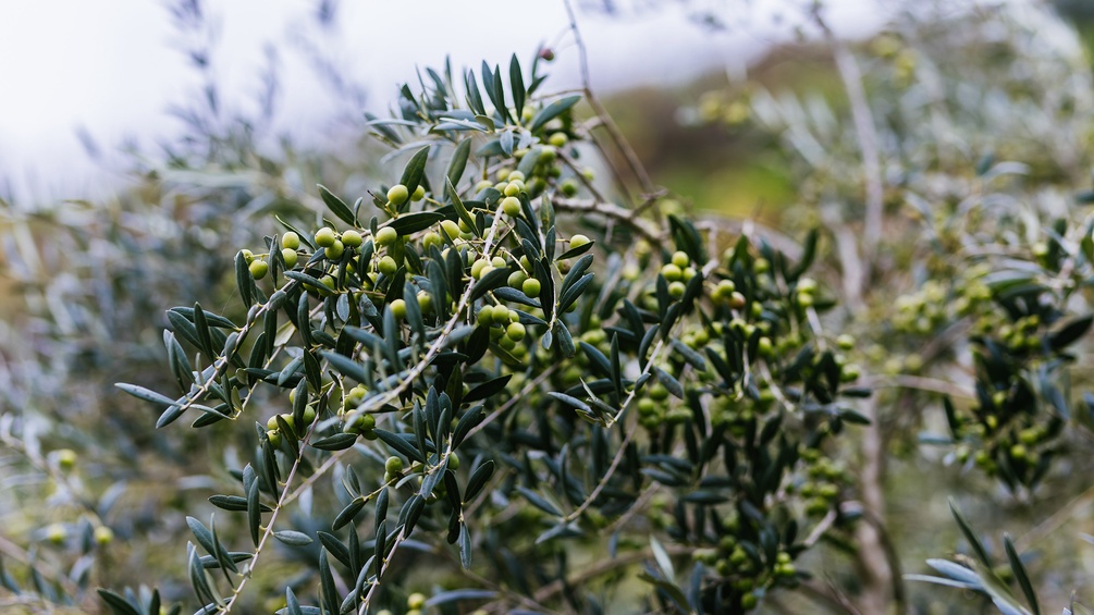Olivenbaum 