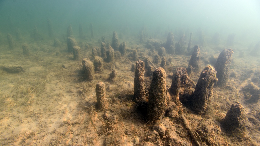 Pfahlfeld der Welterbefundstelle See am Mondsee