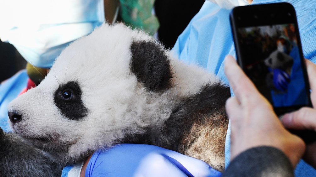 Ein Pandababy wird fotografiert