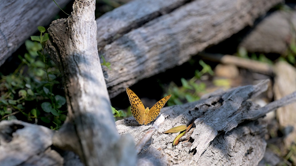 Schmetterling in der Lobau