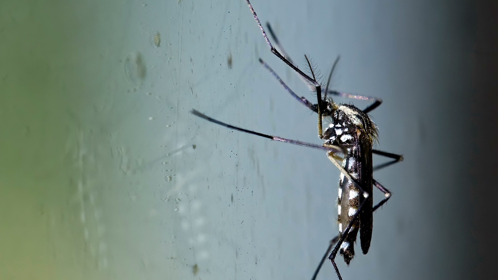 PICTUREDESK.COM/DPA PICTURE ALLIANCE/STAR-MEDIA Asiatische Buschmücke