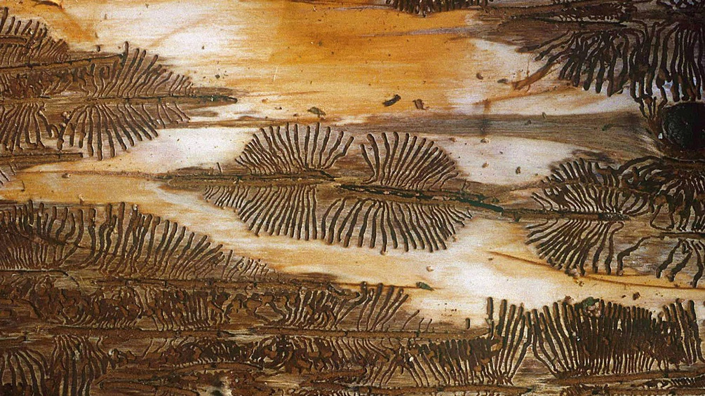 Borkenkäferspuren im Holz, Brutbild