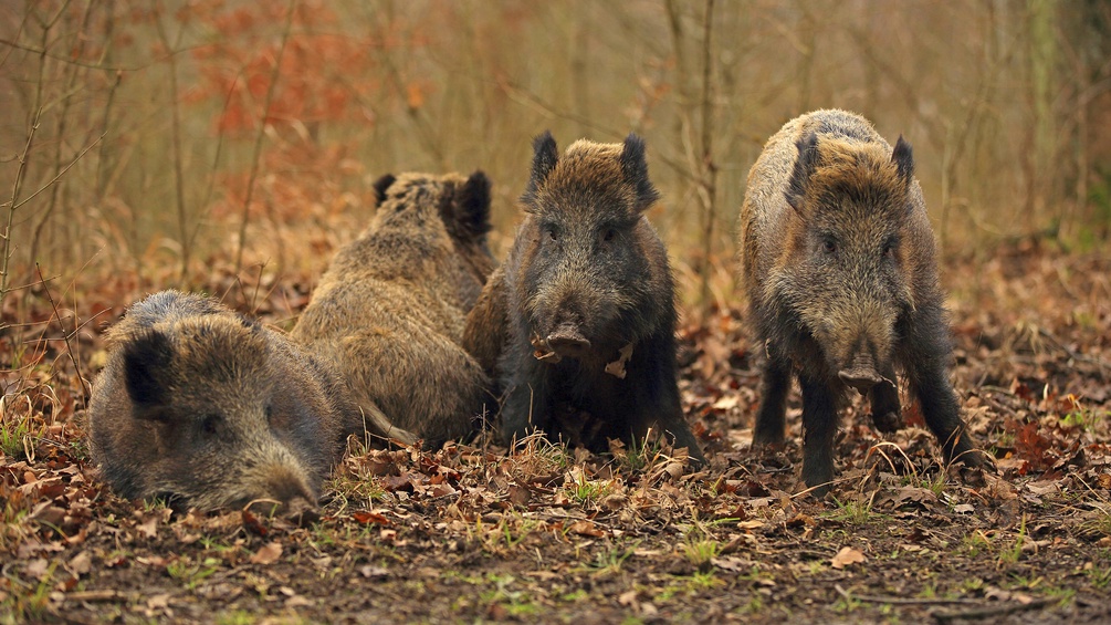 Wildschweinrotte