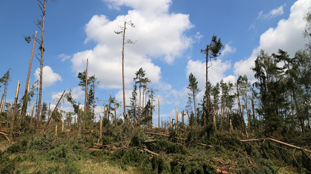 RAINER KALTENBERGER Tornadoschäden in einem Waldgebiet