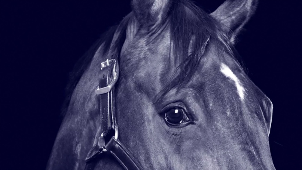 Pferd, Ausschnitt des Buchumschlags