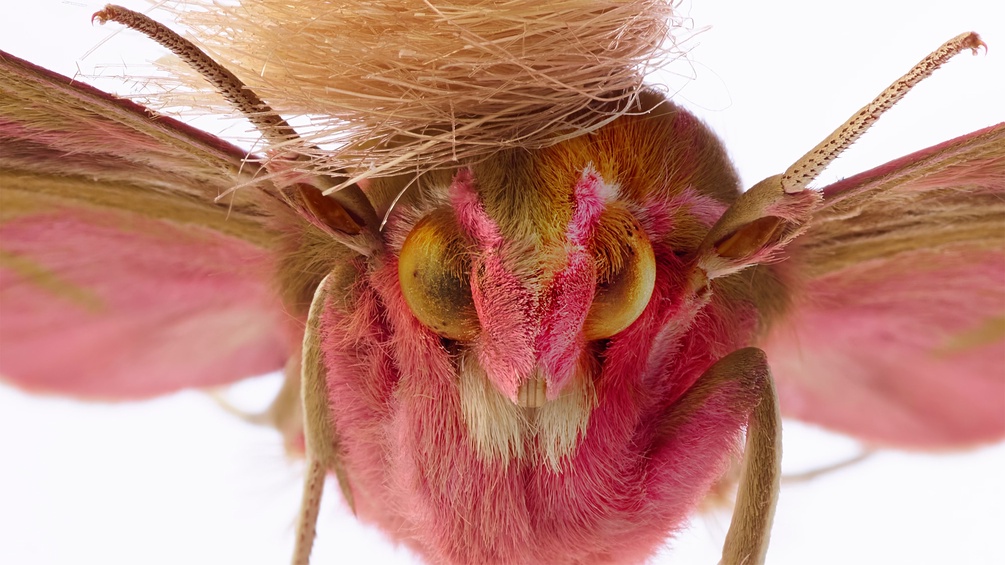 "neopalpa donaldtrumpi" der Künstlergruppe t8y