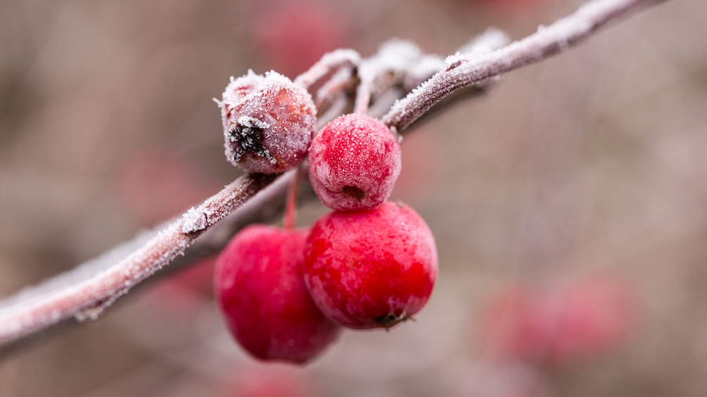 Herbstfrucht