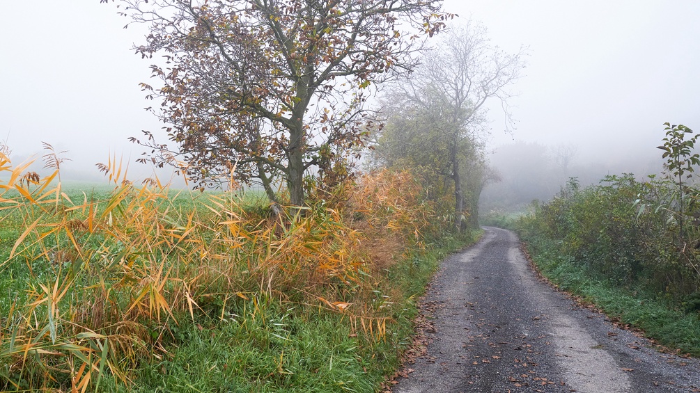PICTUREDESK.COM/ROBERT KALB Weg in Nebellandschaft