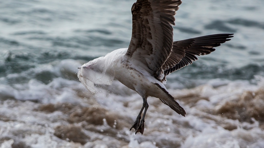 Eine Möwe fliegt mit einem Plastiksackerl am Kopf über das Meer