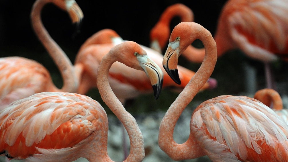 Flamingos in einem Nationalpark