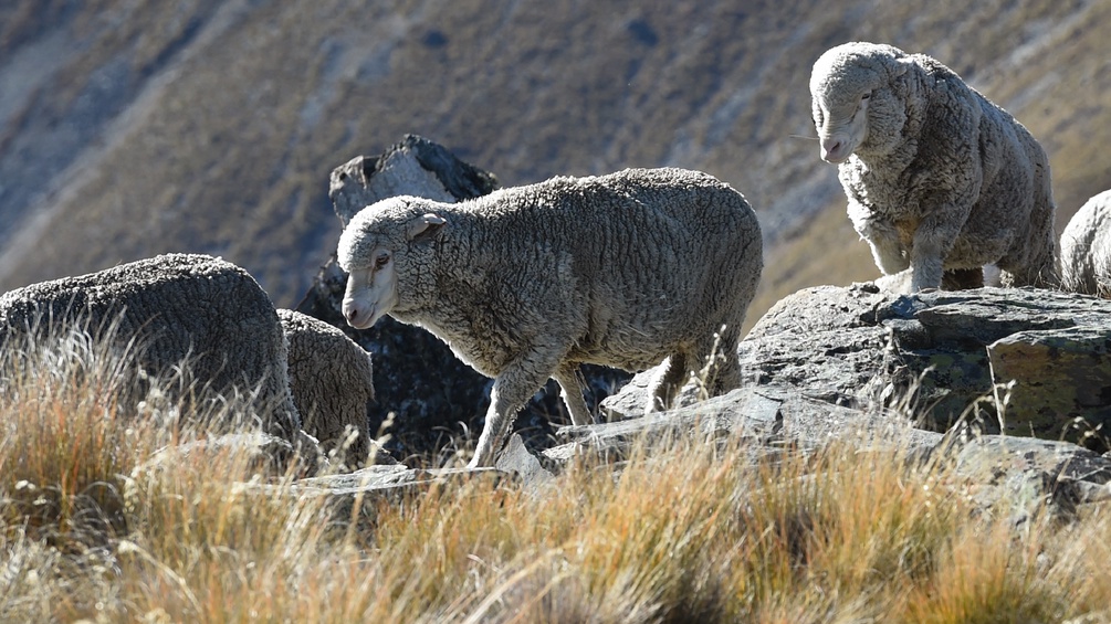 Schafe in Island.