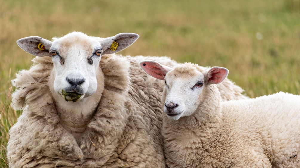 Zwei Schafe