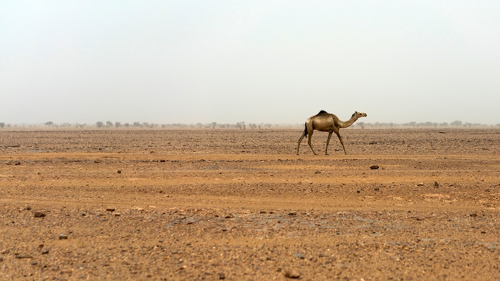 Kamel in der nigerischen Sahara