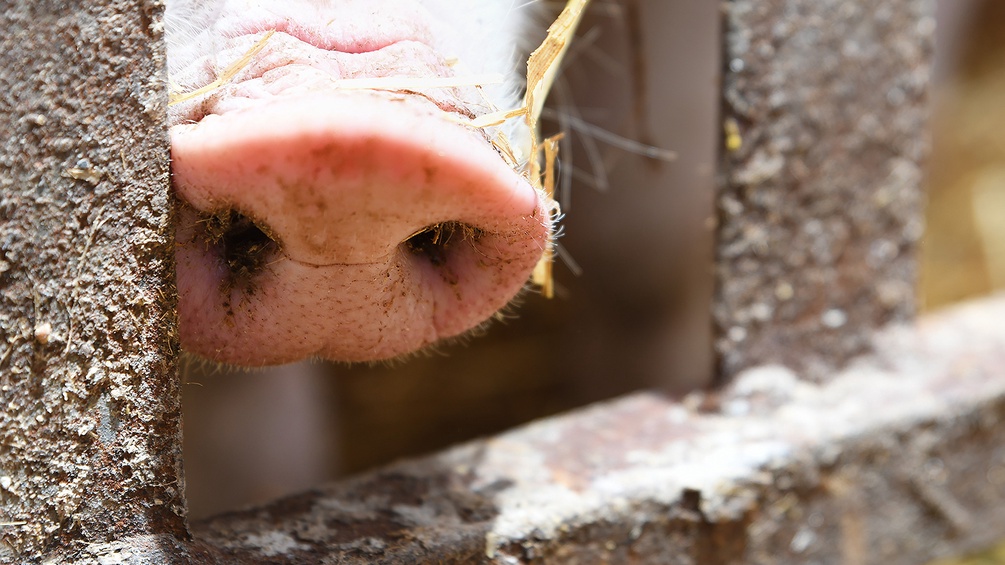 Schweinenase, Rüssel