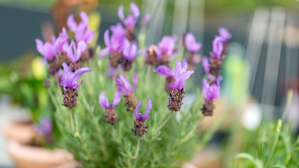Schmetterlingslavendel im Garten, Sommer